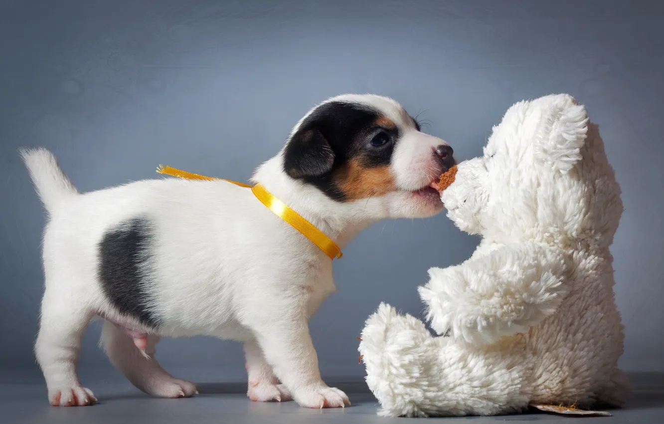 Photo wallpaper background, dog, puppy