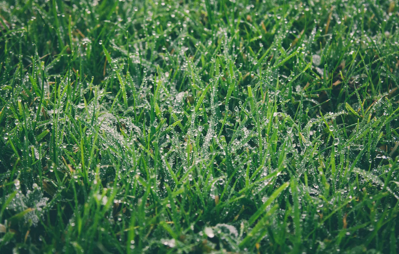 Photo wallpaper greens, grass, drops, Rosa, green