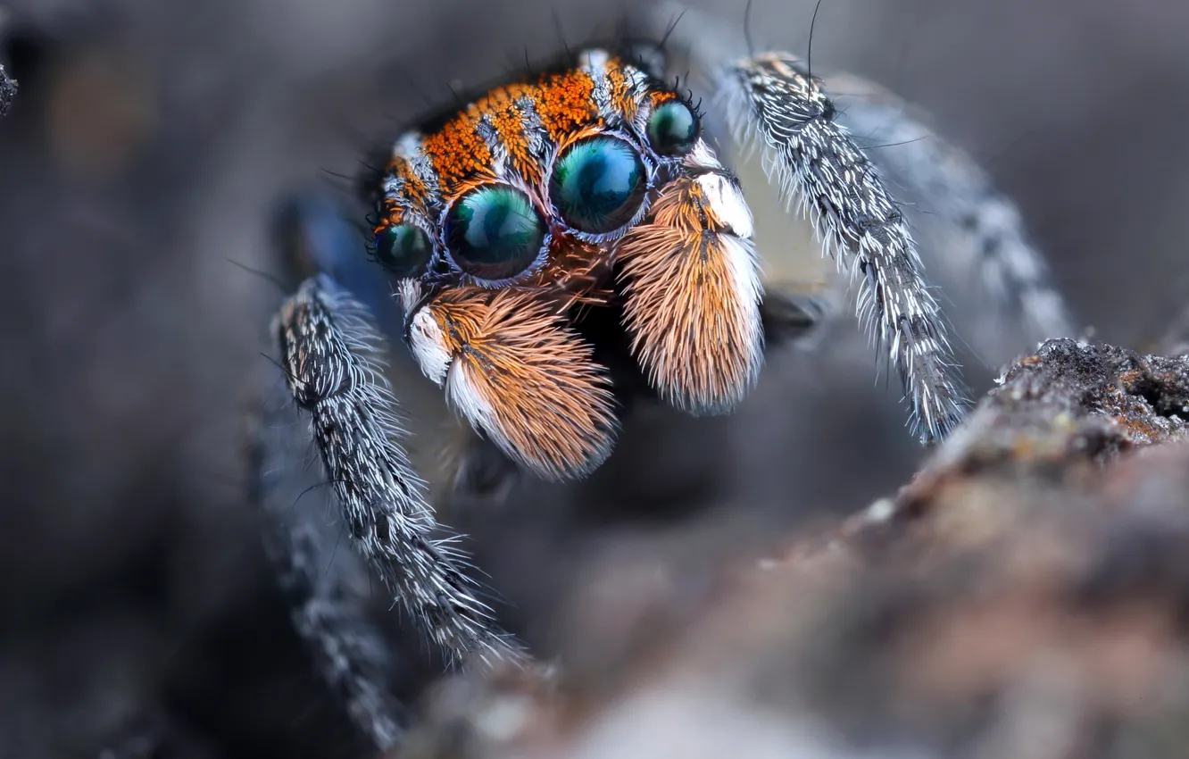 Photo wallpaper eyes, look, macro, nature, background, portrait, spider, blur