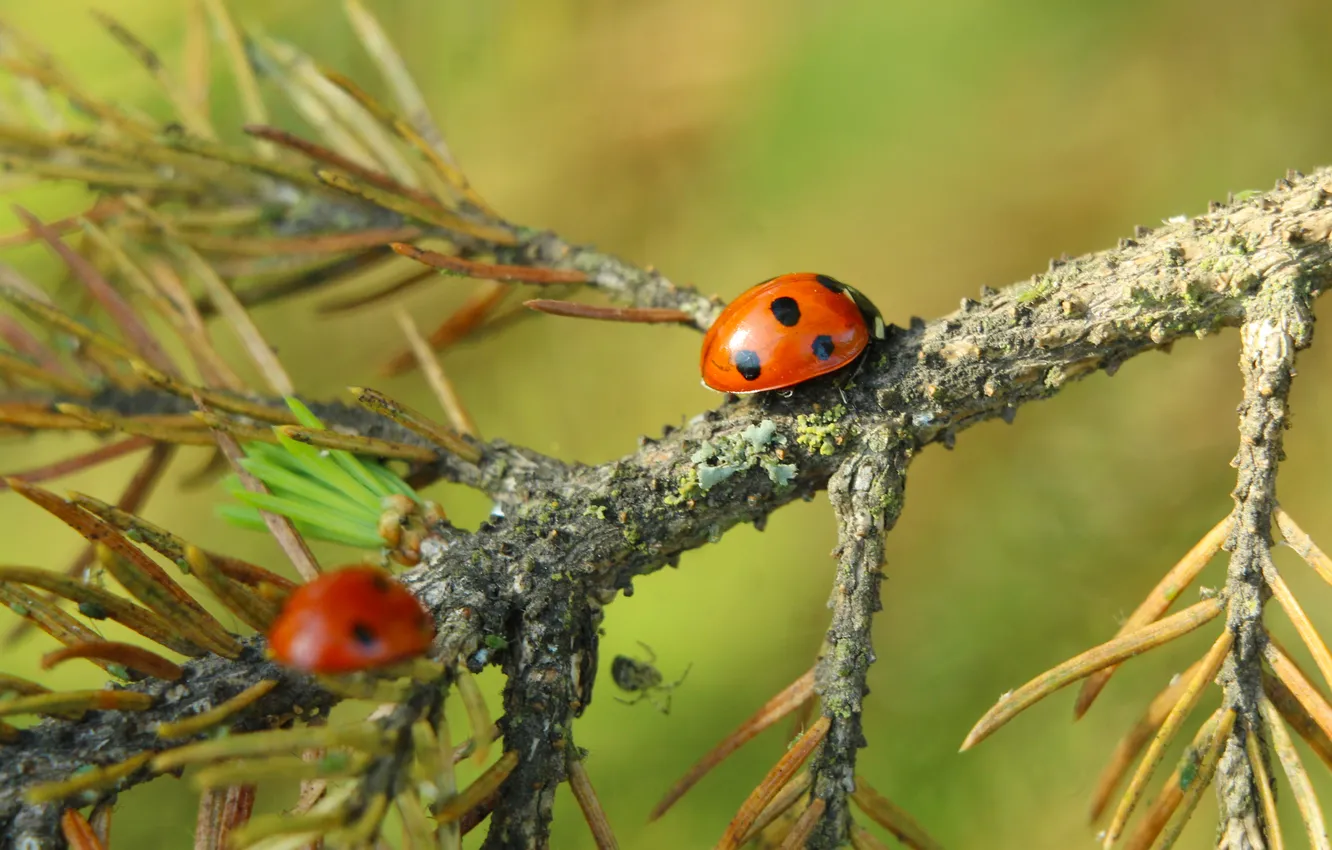 Photo wallpaper red, insect, ladybird