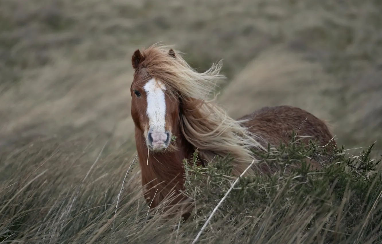 Photo wallpaper nature, horse, the wind