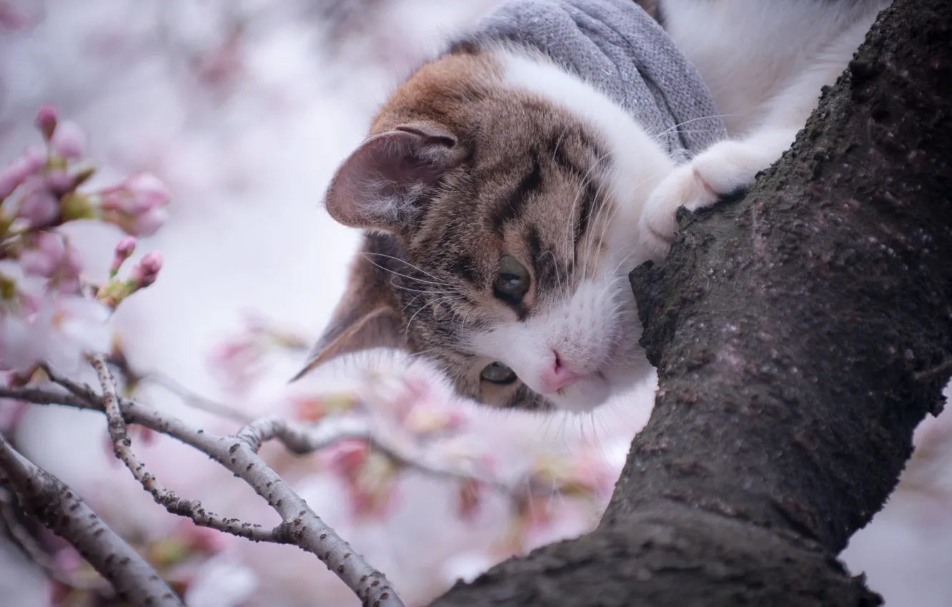 Photo wallpaper cat, tree, spring