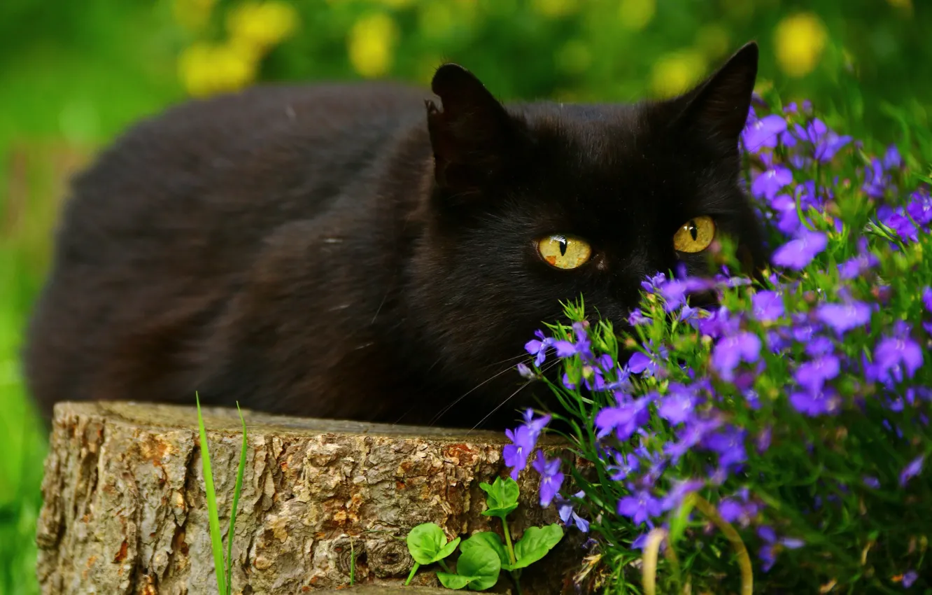 Photo wallpaper greens, cat, eyes, cat, look, face, trees, flowers