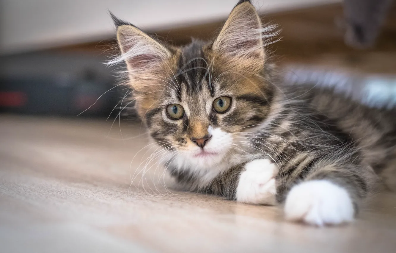 Photo wallpaper look, kitty, Maine Coon