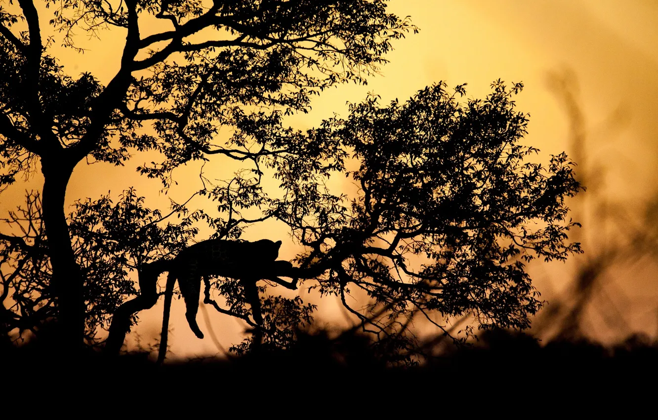 Photo wallpaper sunset, branches, tree, the evening, silhouette, leopard