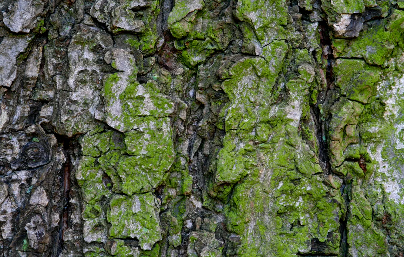 Photo wallpaper green, pattern, Moss, bark