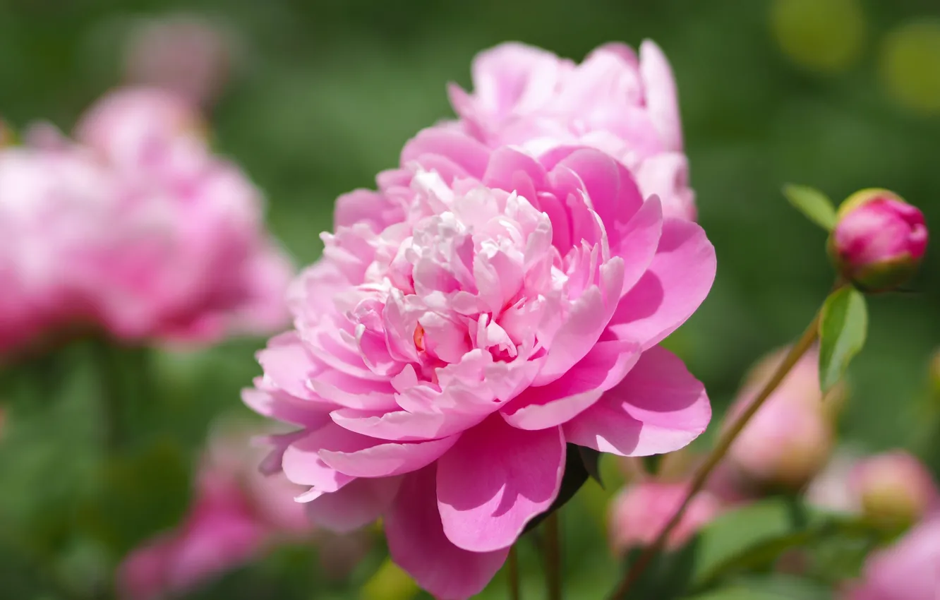 Photo wallpaper macro, pink, bokeh, peonies