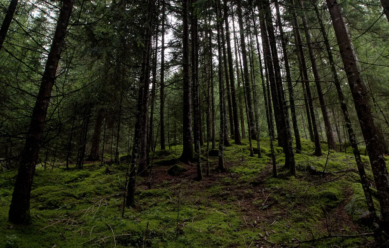 Photo wallpaper forest, trees, nature