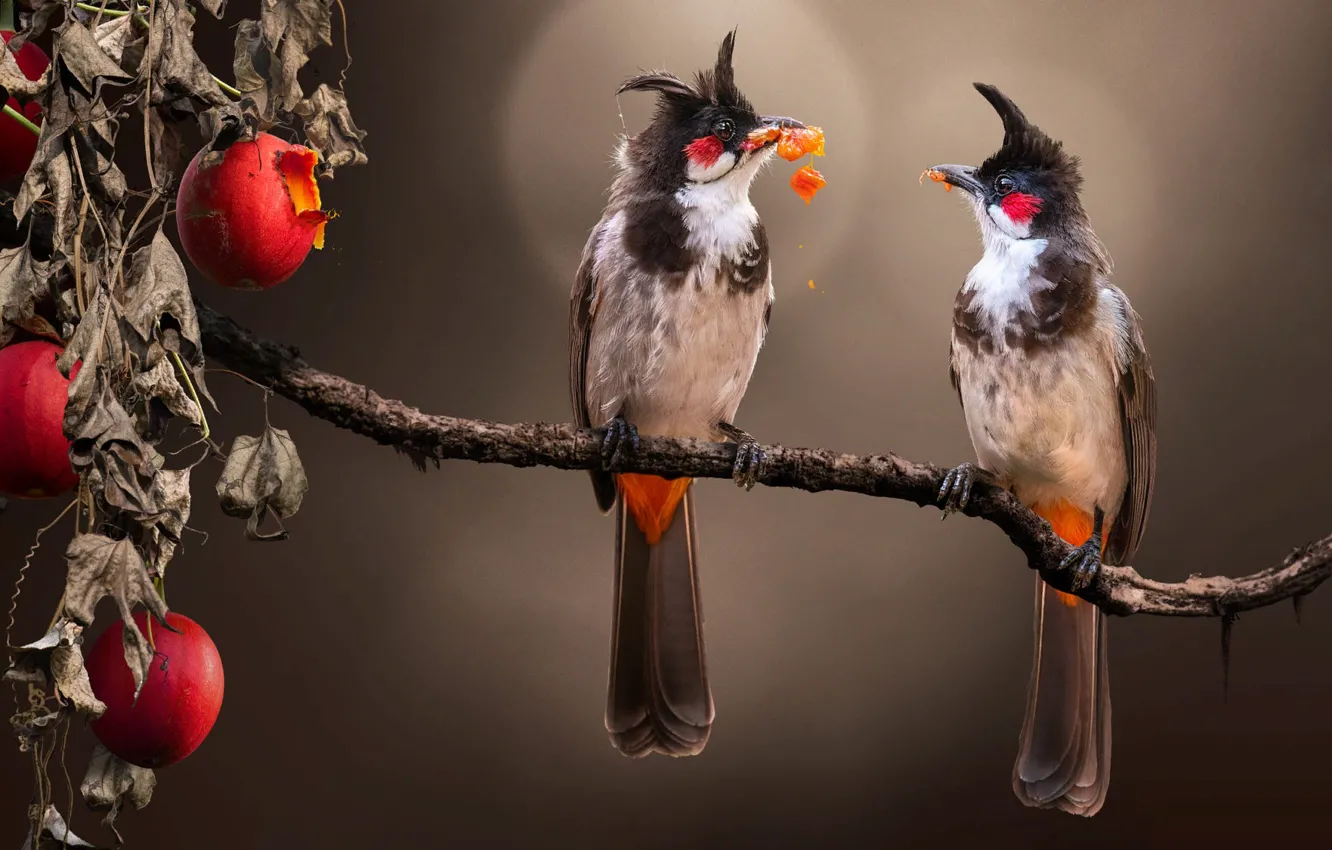 Photo wallpaper branches, nature, berries, bird, fruit, pair, bokeh, red - cheeked bulbul