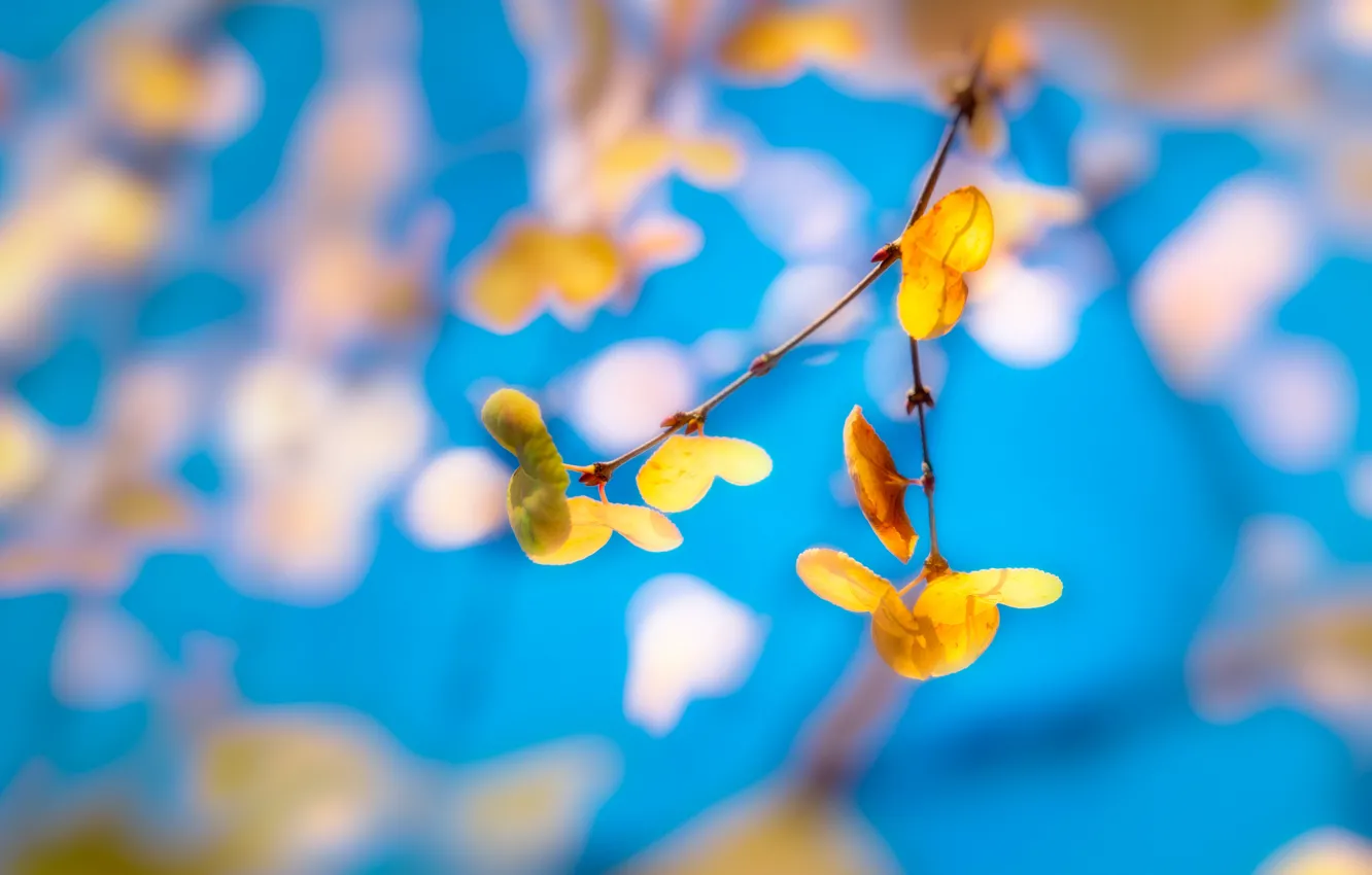 Photo wallpaper the sky, leaves, branches, nature