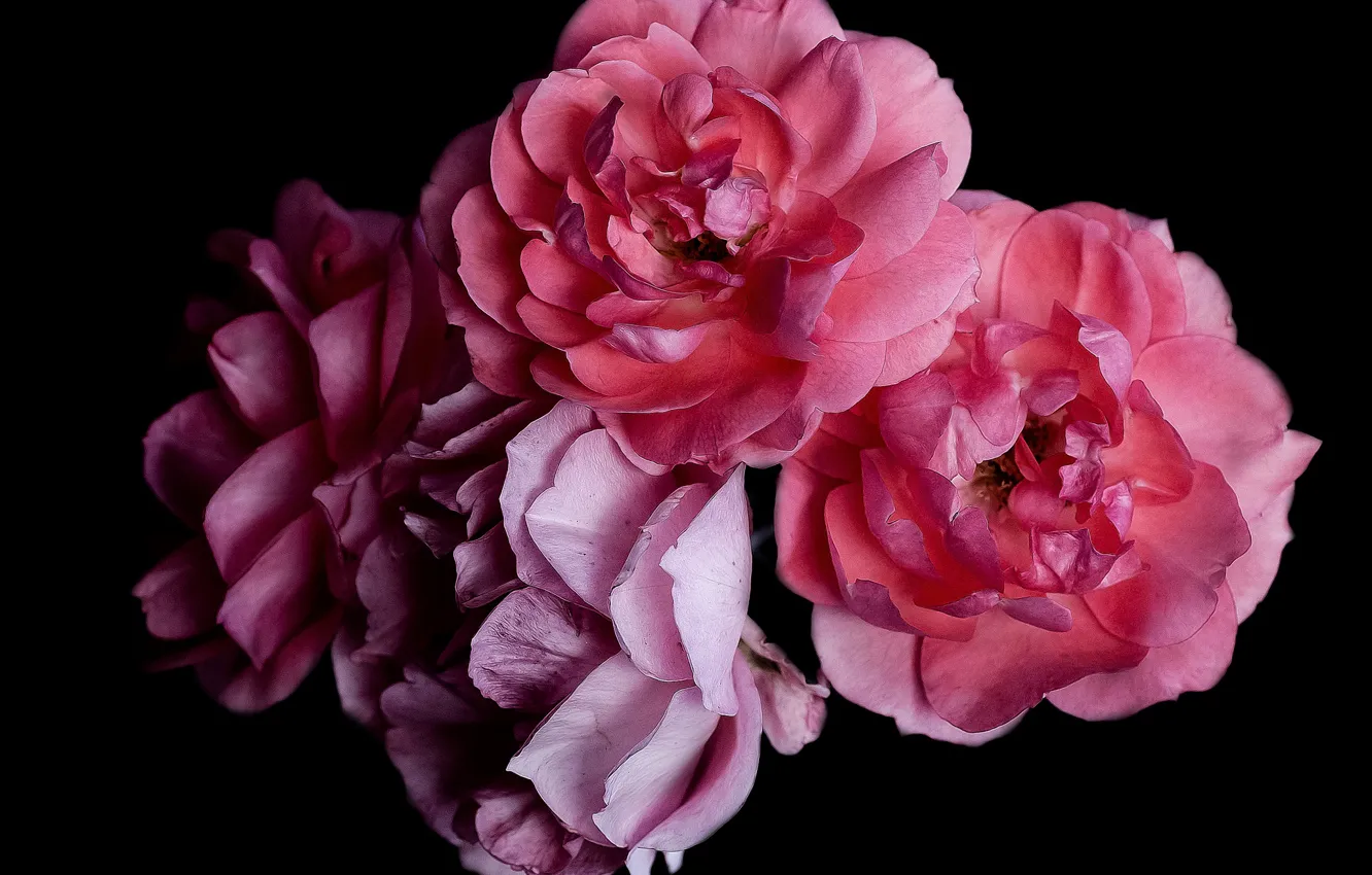 Photo wallpaper background, roses, bouquet, petals