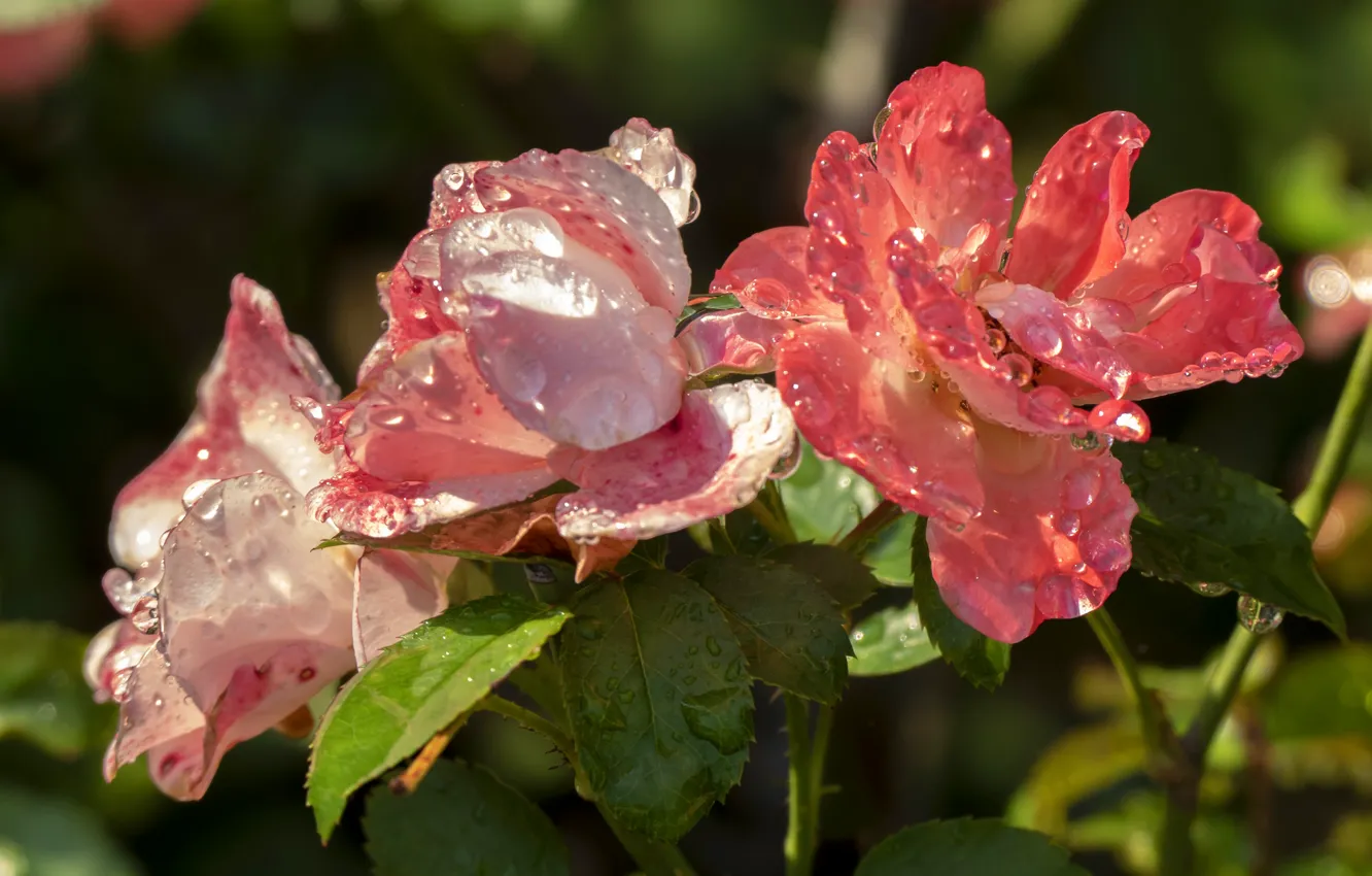 Photo wallpaper drops, flowers, red, roses, petals, pink, trio, salmon