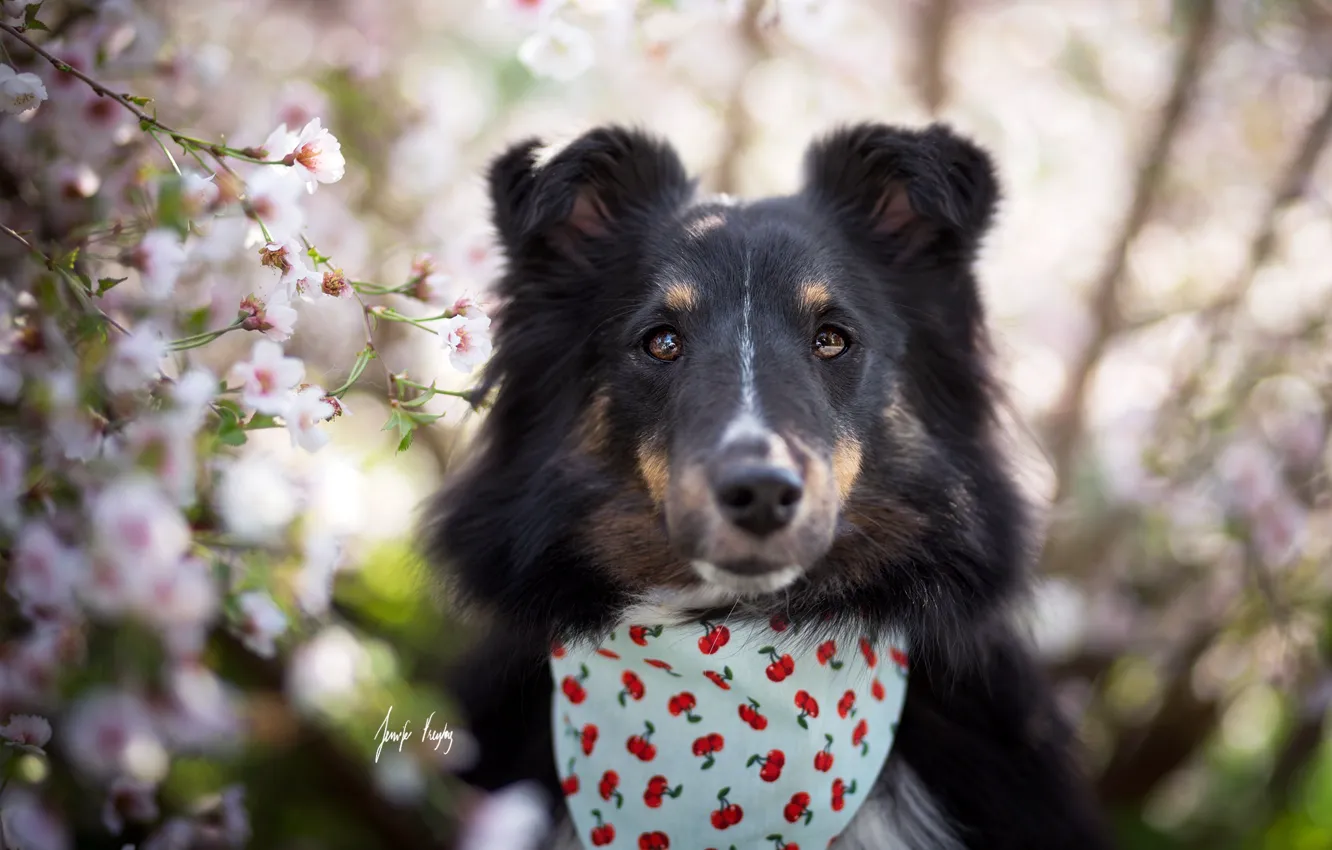 Photo wallpaper each, dog, spring