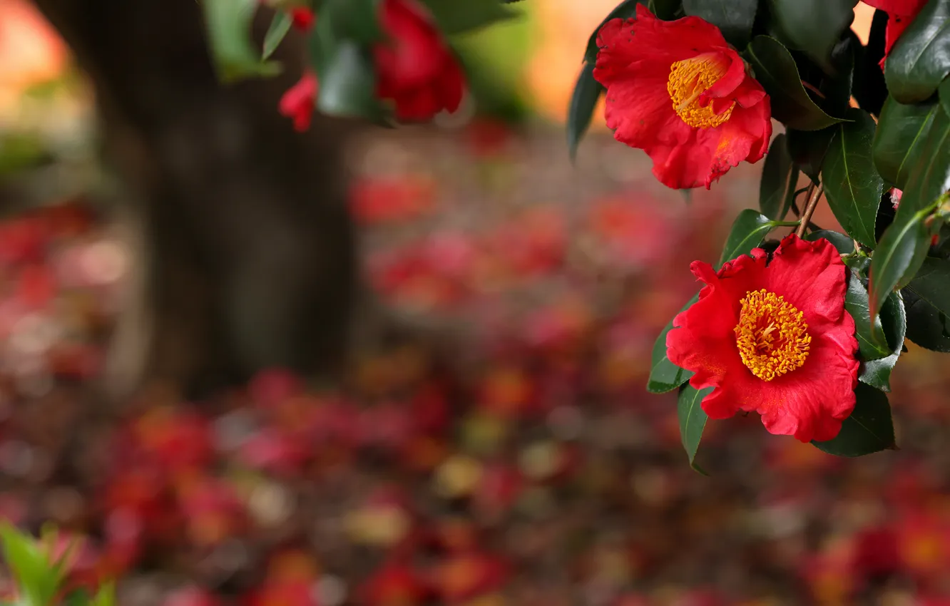 Photo wallpaper leaves, trees, flowers, branches, red, Park, glade, spring