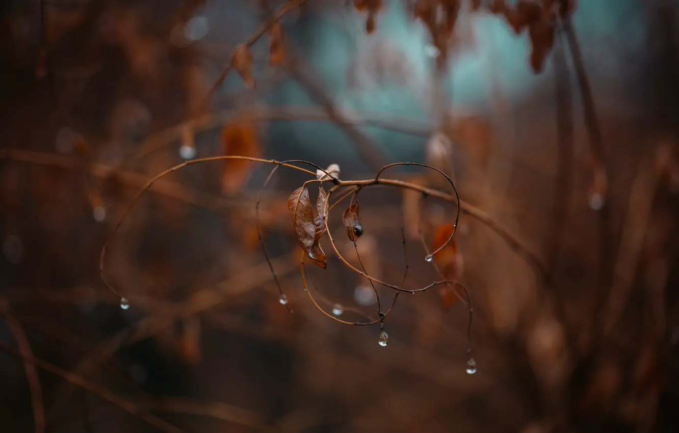 Photo wallpaper leaves, drops, branch, bokeh