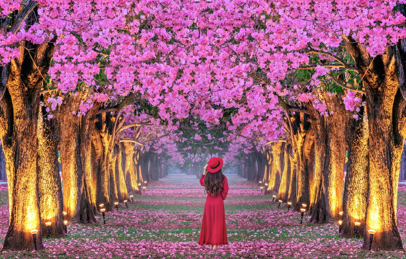 Photo wallpaper girl, trees, cherry, Park, spring, Japan, Sakura, Japan