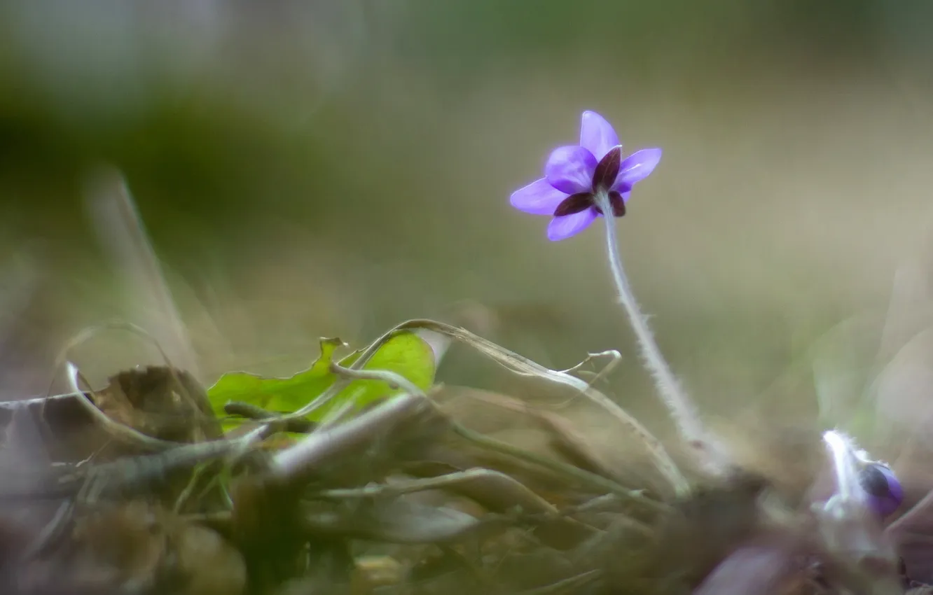 Photo wallpaper macro, flowers, nature
