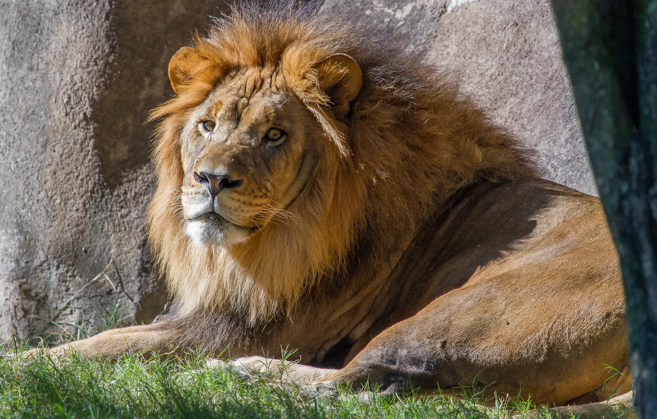 Photo wallpaper cat, grass, look, the sun, Leo, mane