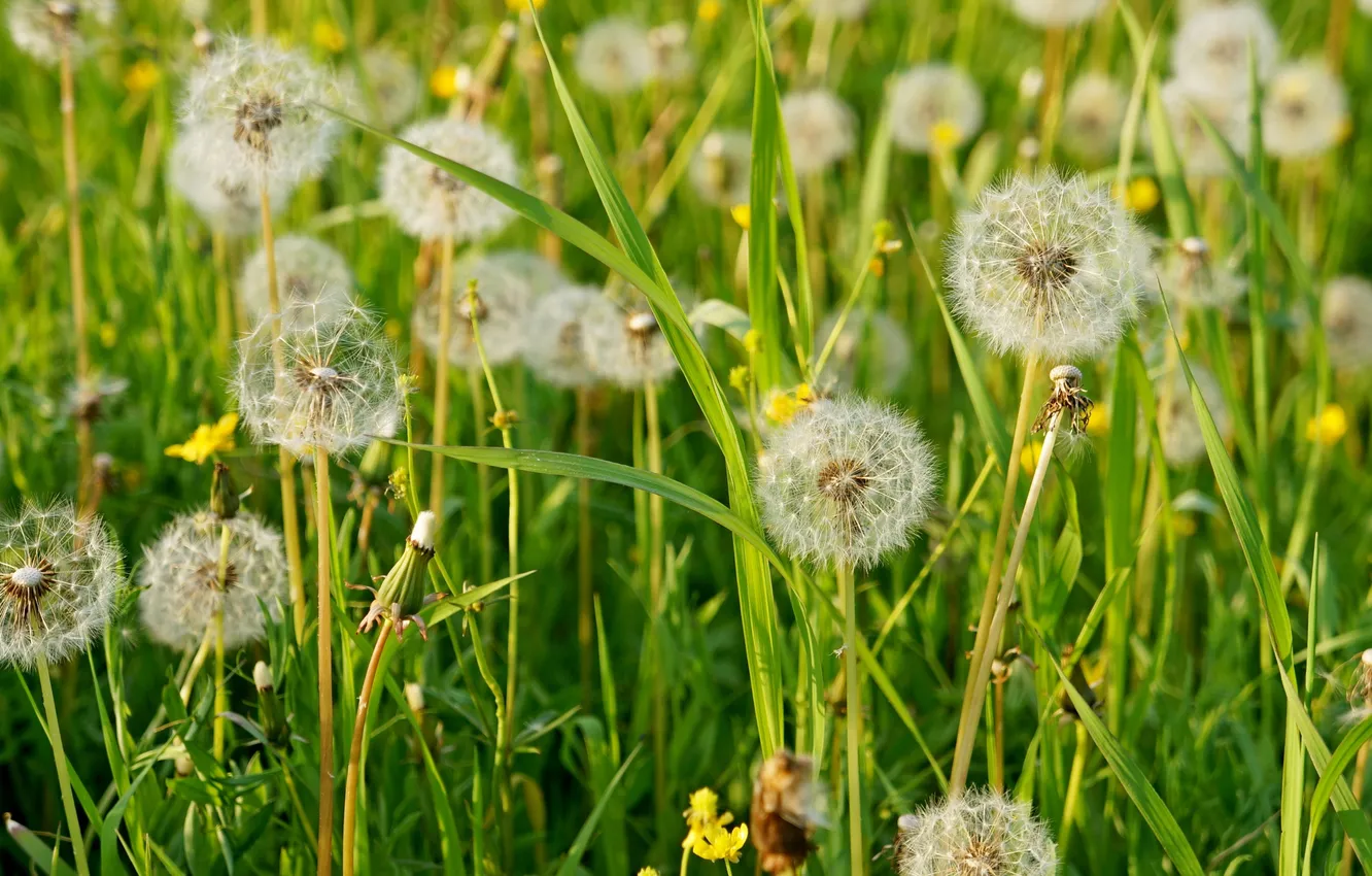 Photo wallpaper summer, grass, dandelion, fluffy, meadow