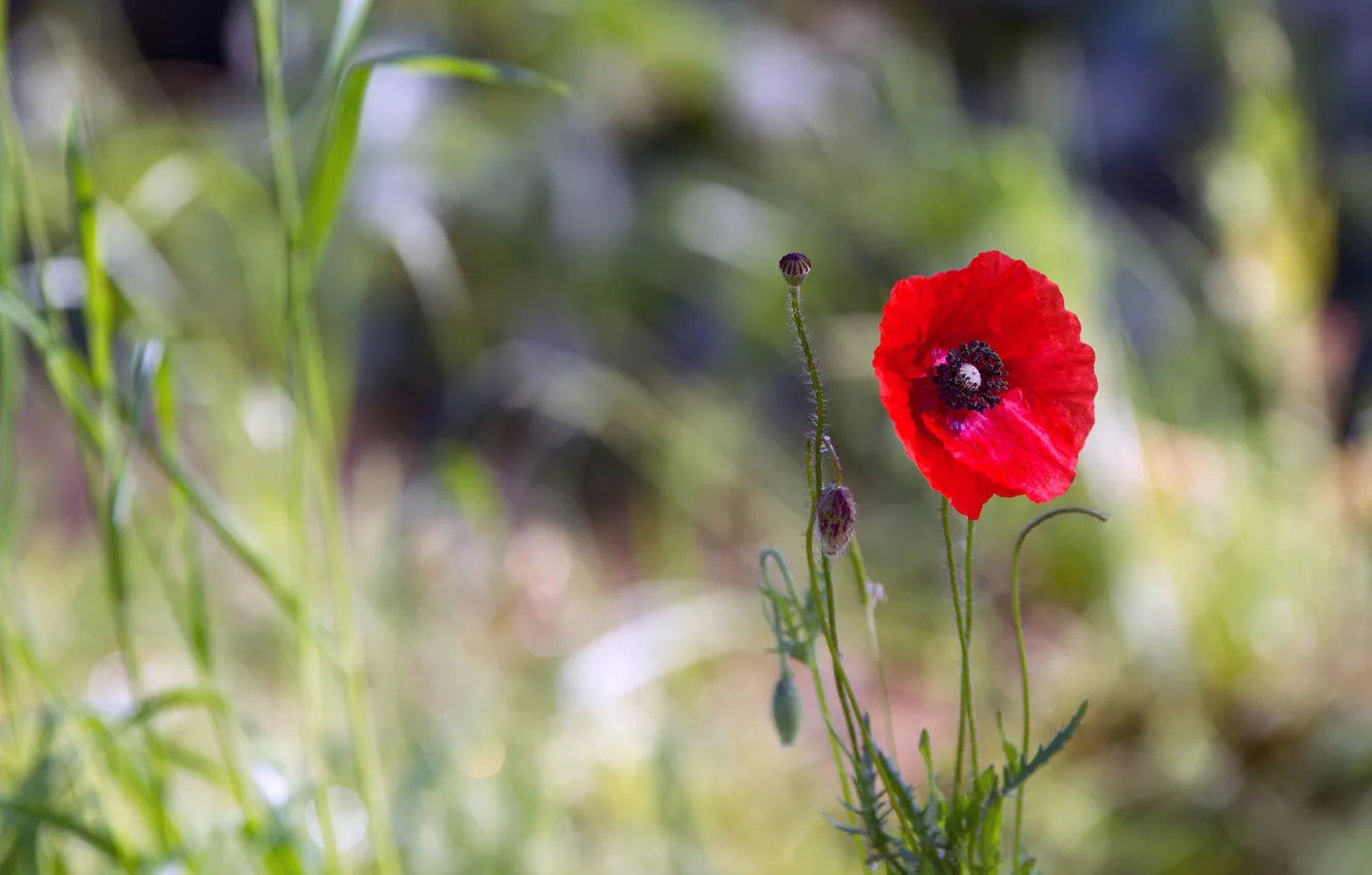 Photo wallpaper grass, red, background, Mac, buds