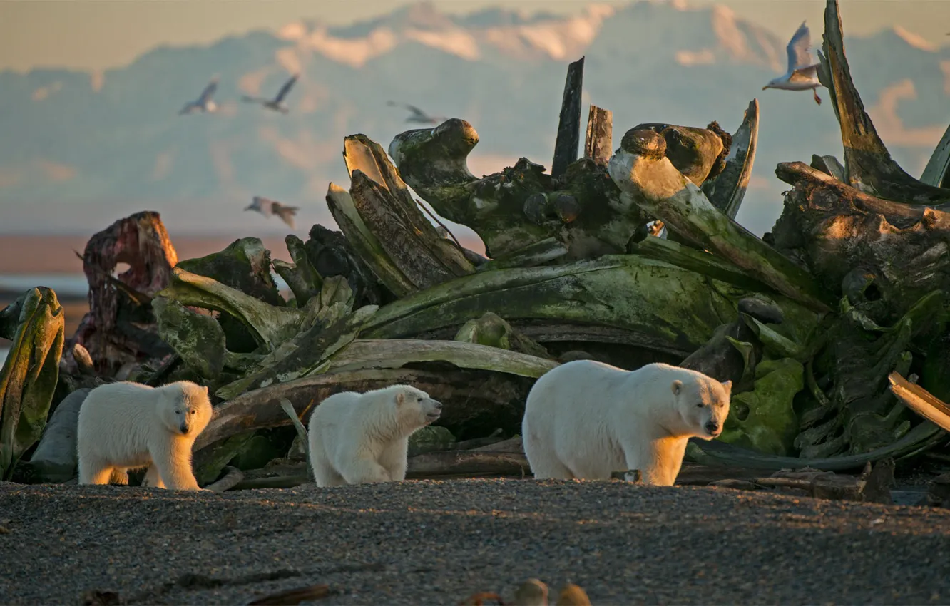 Photo wallpaper family, Alaska, USA, polar bear, The Arctic national reserve, Arctic National Wildlife Refuge