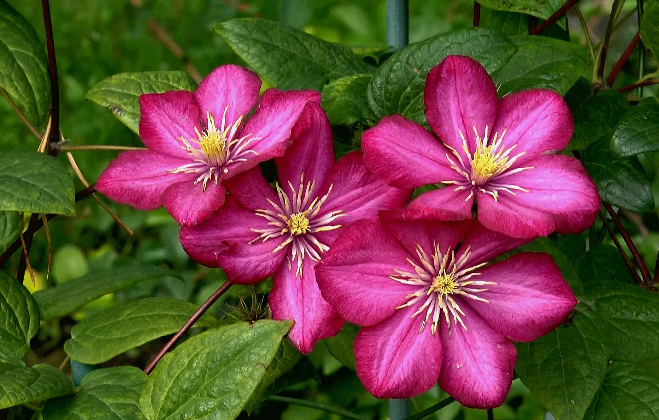 Photo wallpaper summer, flowers, tenderness, beauty, bouquet