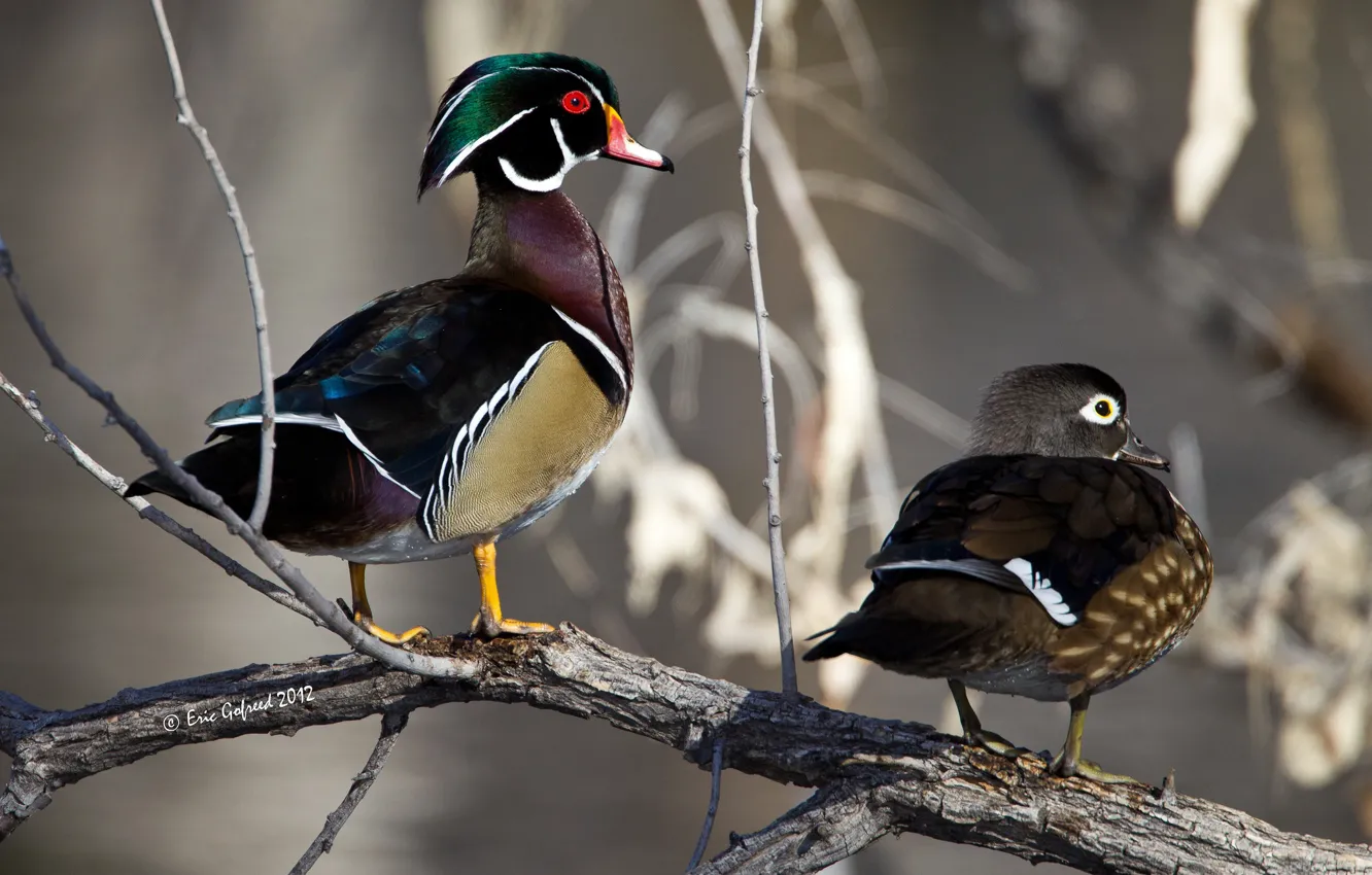 Photo wallpaper bird, pair, wood duck