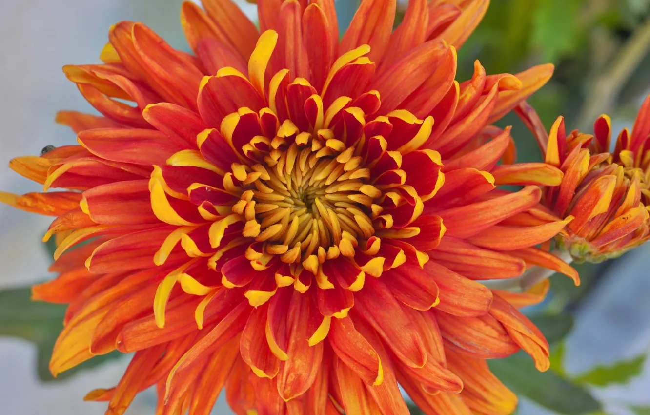 Photo wallpaper flowers, petals, chrysanthemum