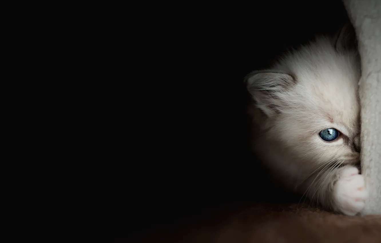 Photo wallpaper cat, look, pose, baby, black background, kitty, blue eyes, face