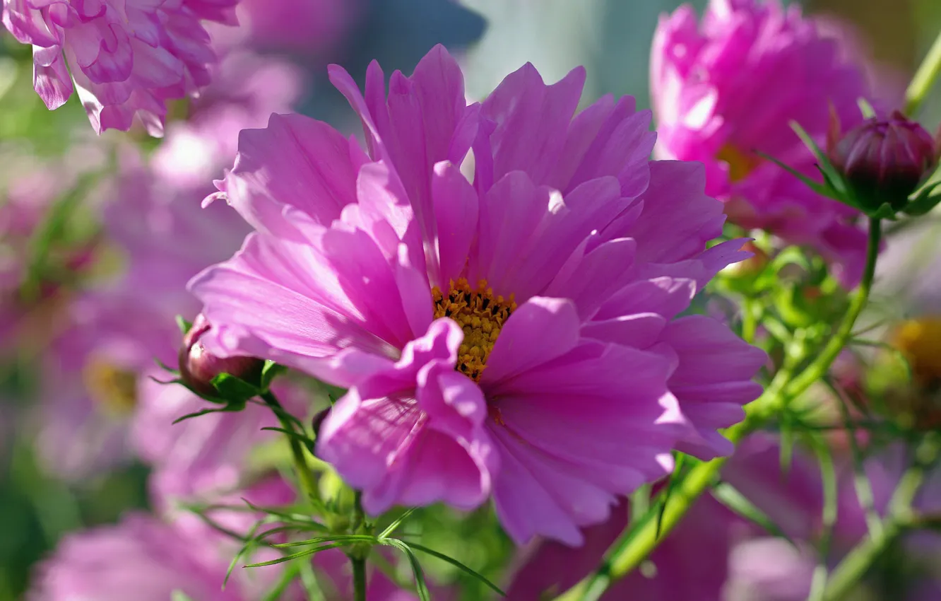 Photo wallpaper flowers, beauty, plants, flora, pink color, kosmeya, annuals, summer nature