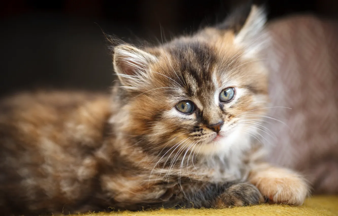 Photo wallpaper look, muzzle, kitty