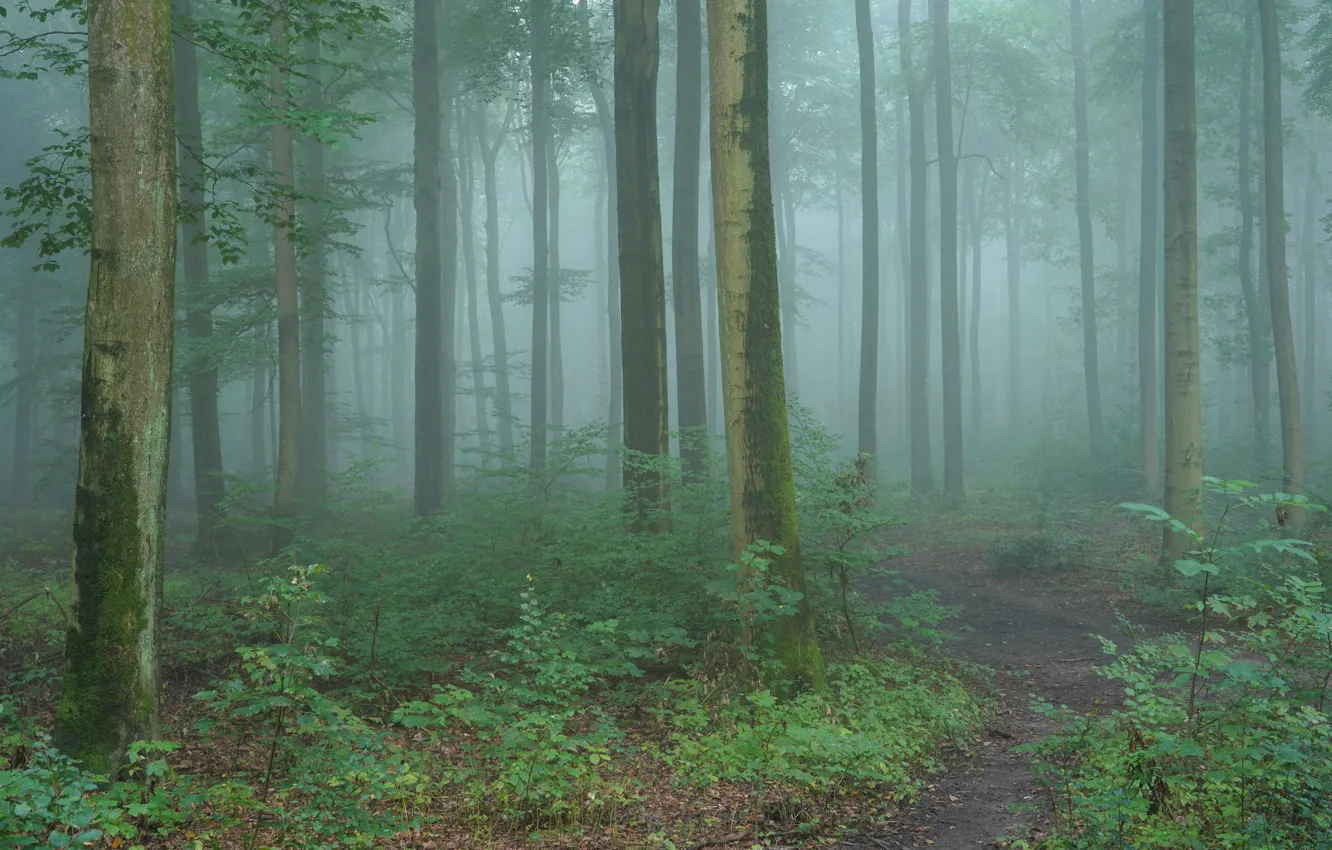 Photo wallpaper forest, trees, nature, fog, path