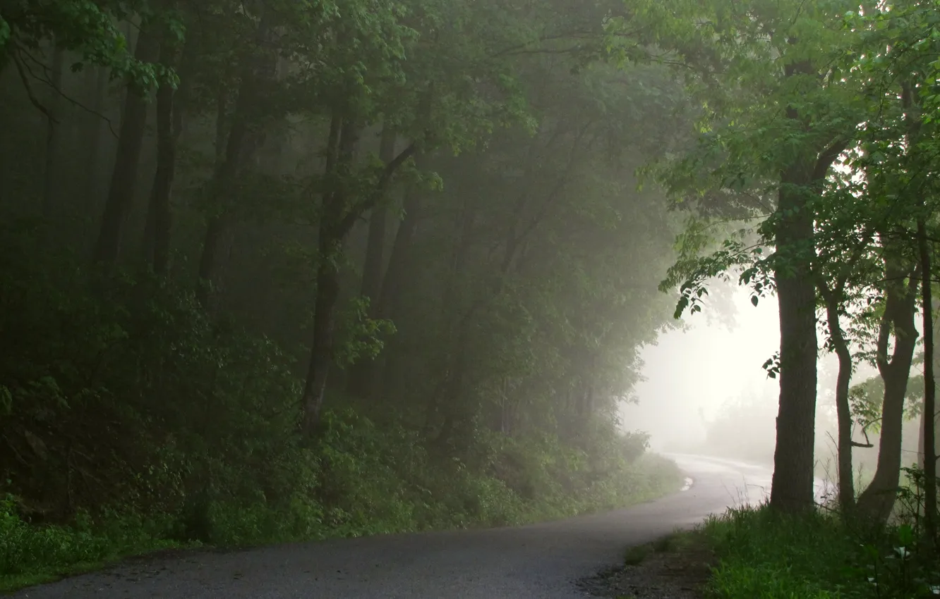 Photo wallpaper road, forest, fog, path to light
