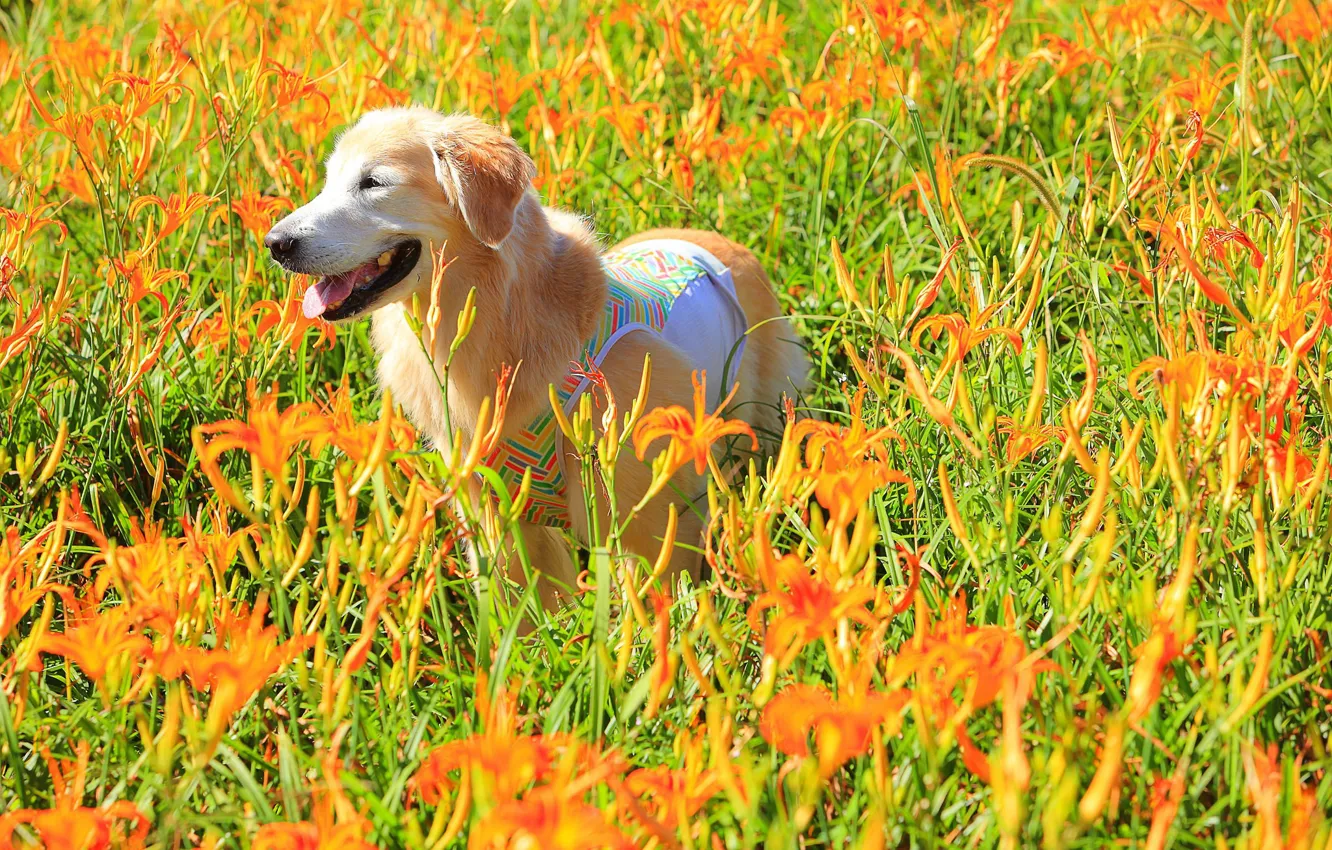 Photo wallpaper field, flowers, dog, meadow, the daylilies