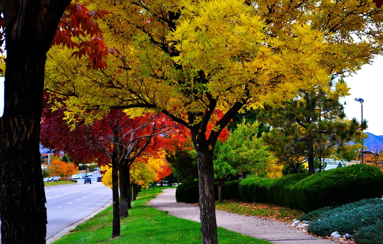 Photo wallpaper autumn, trees, street, colors, trees, autumn, fall, streest