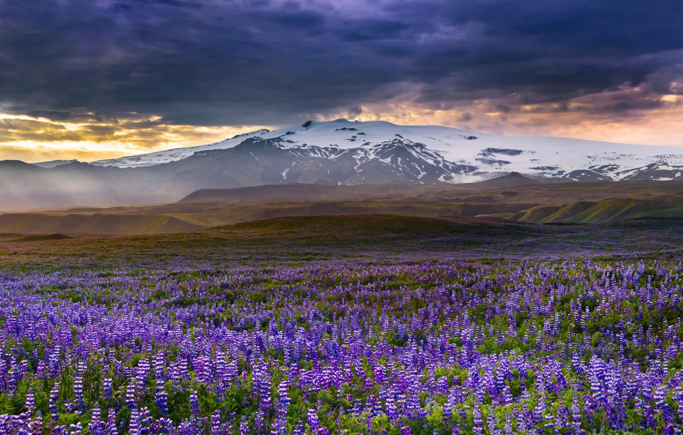 Photo wallpaper flowers, mountains, meadow, Iceland, Iceland, lupins, Rangarvallasysla