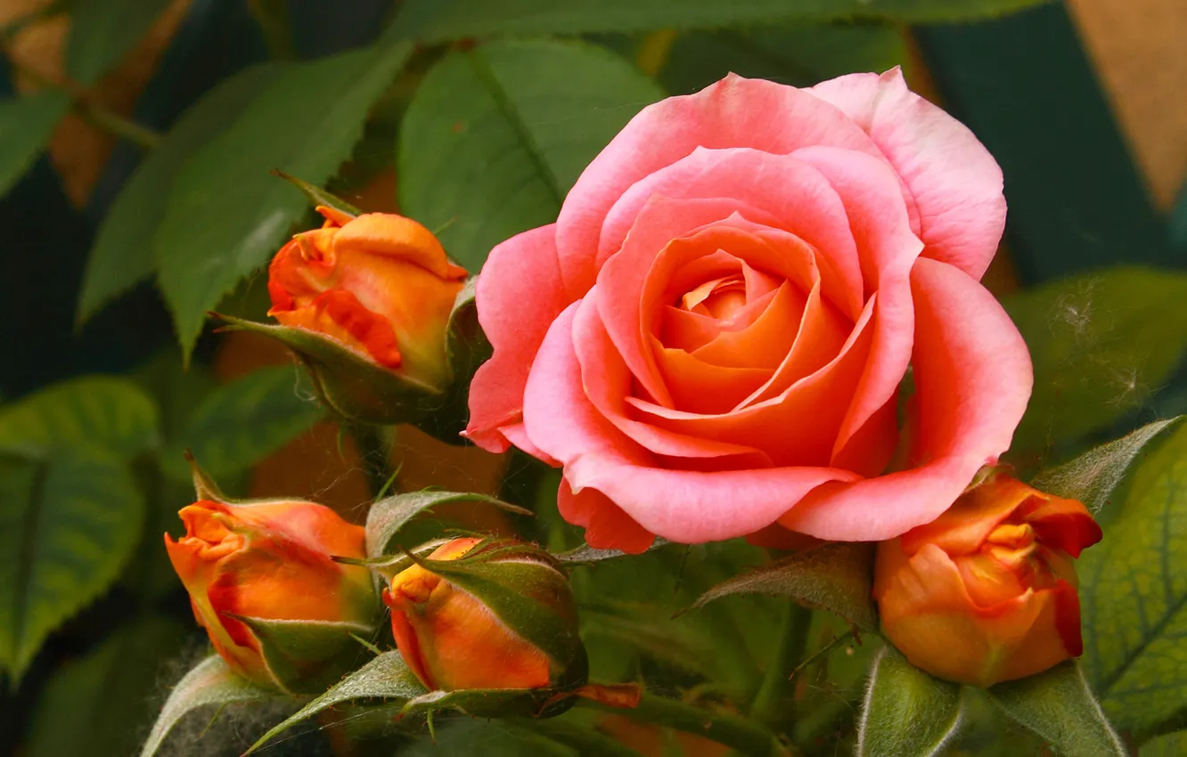 Photo wallpaper macro, roses, buds