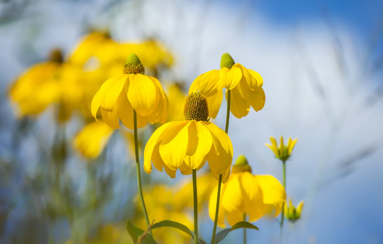 Photo wallpaper macro, petals, bokeh, rudbeckia
