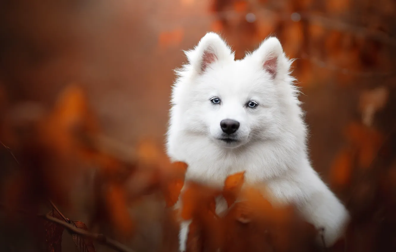 Photo wallpaper look, portrait, dog, face, bokeh, Samoyed