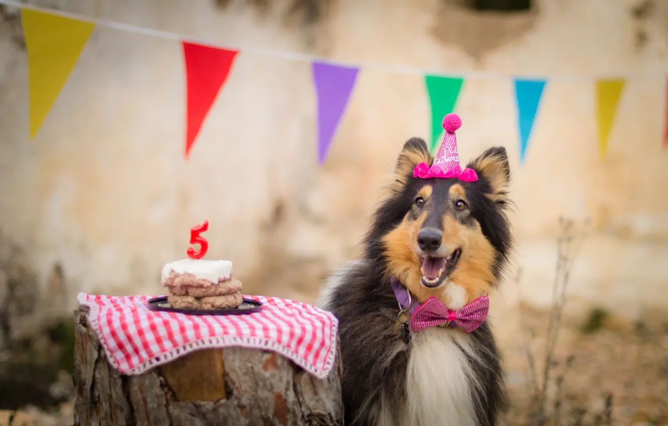 Photo wallpaper each, holiday, dog