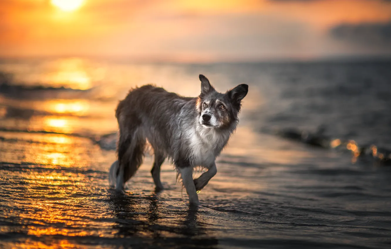 Photo wallpaper sea, wave, the sky, look, the sun, light, sunset, dawn