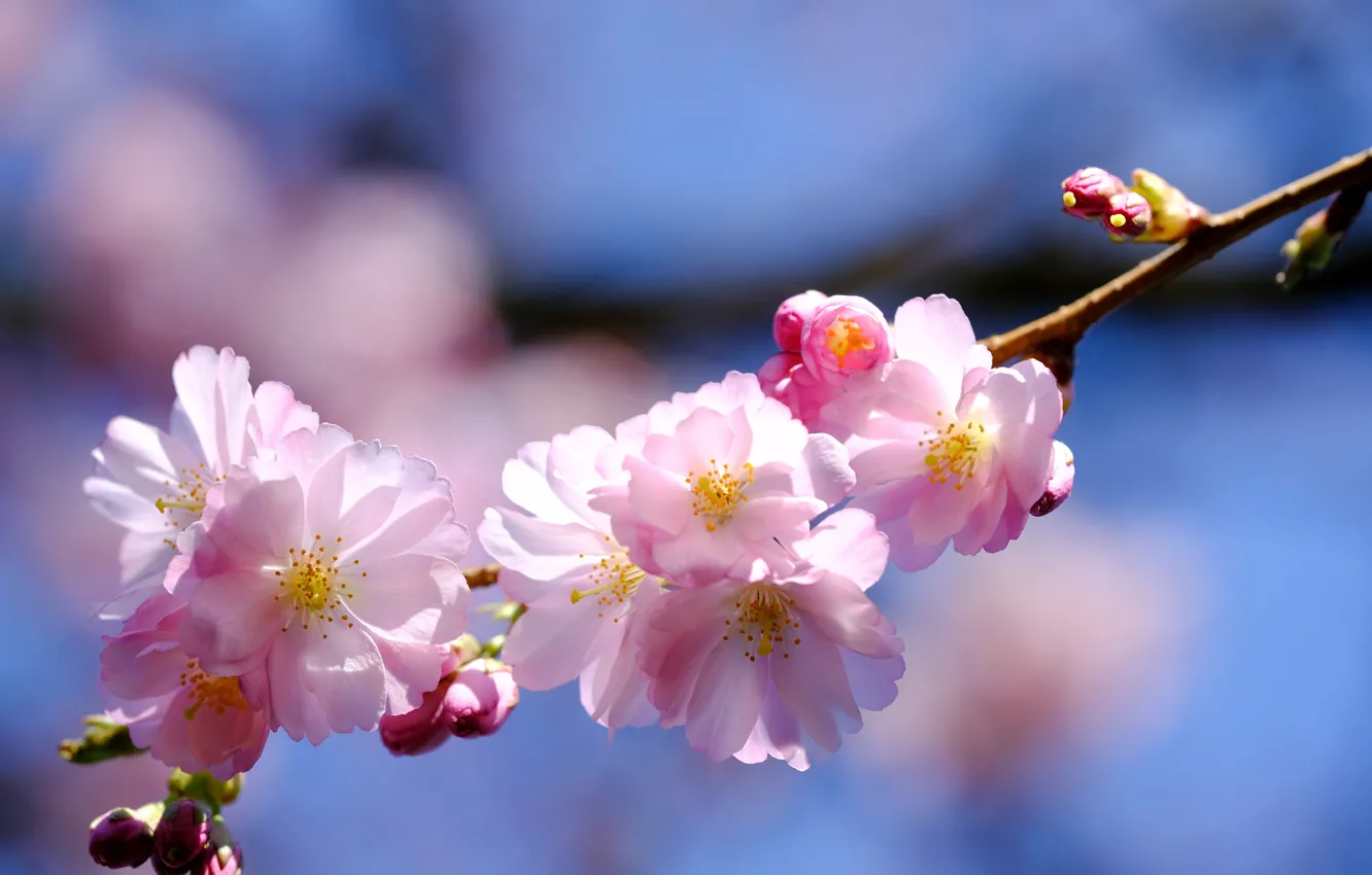 Photo wallpaper light, flowers, branch, spring, Sakura, pink, buds, flowering