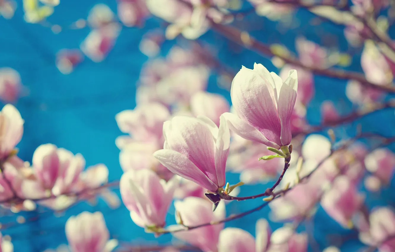 Photo wallpaper the sky, flowers, branches, spring, gentle, pink, flowering, blue background