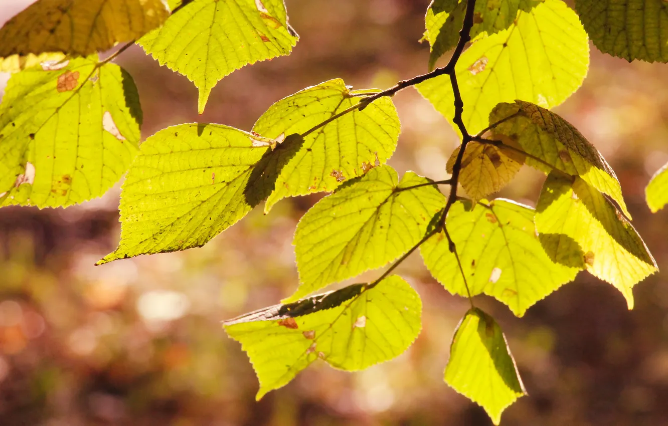 Photo wallpaper light, leafs, twig
