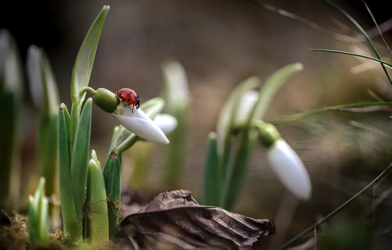Photo wallpaper ladybug, spring, snowdrops