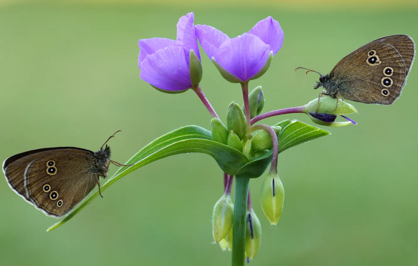 Photo wallpaper macro, flowers, green, background, butterfly, two, pair, insect