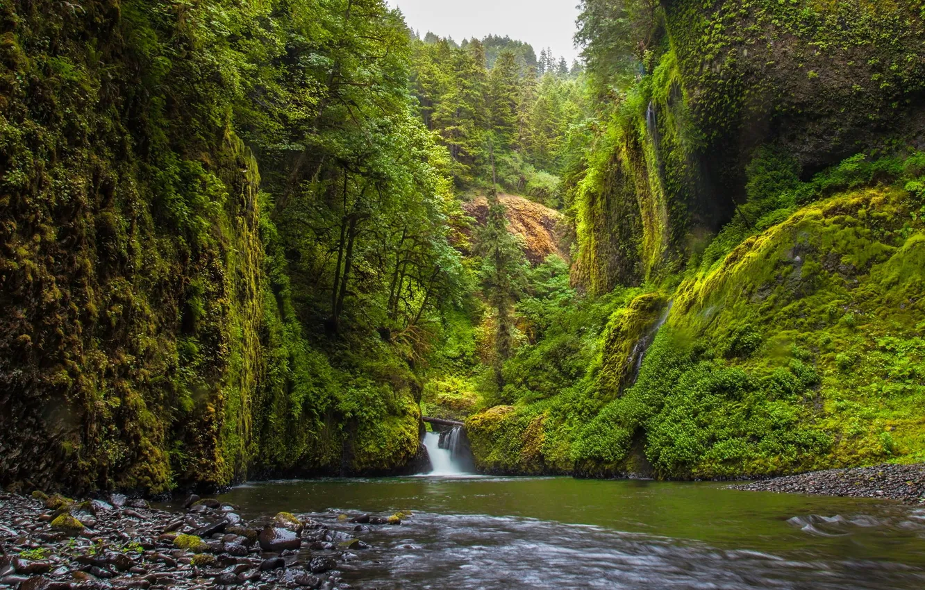 Photo wallpaper forest, nature, river, waterfall