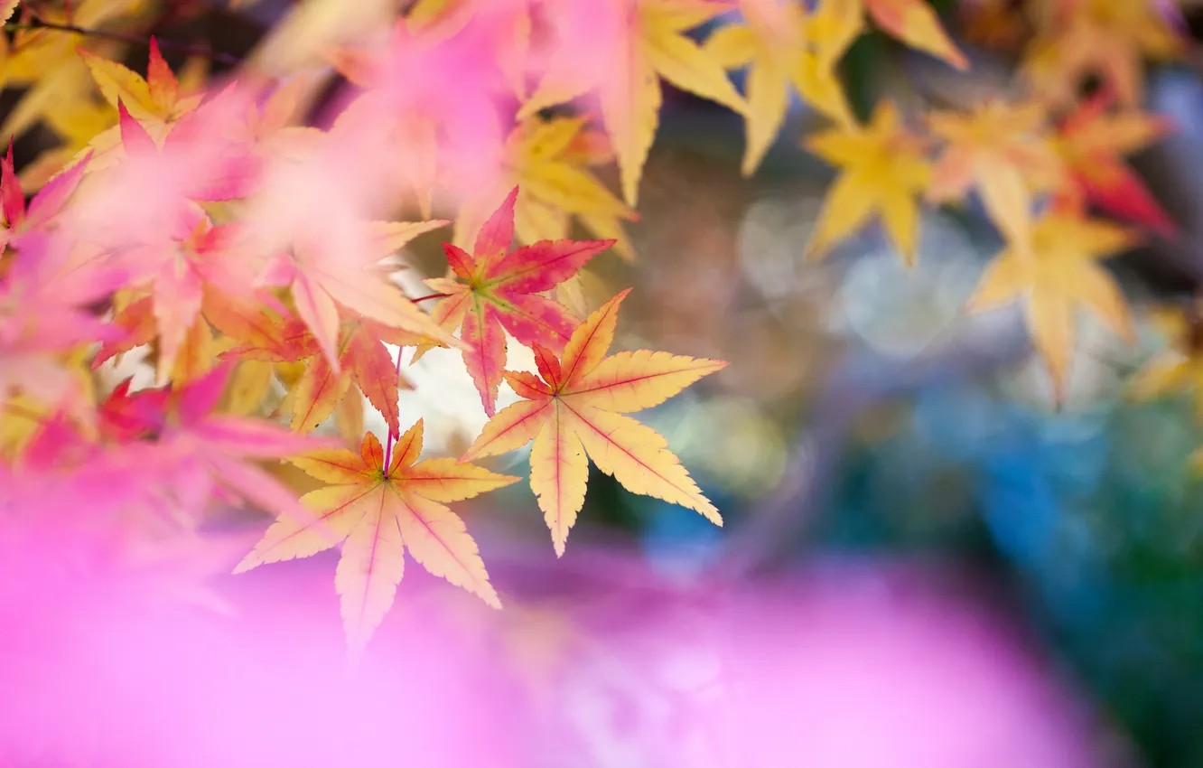 Photo wallpaper leaves, nature, color, blur