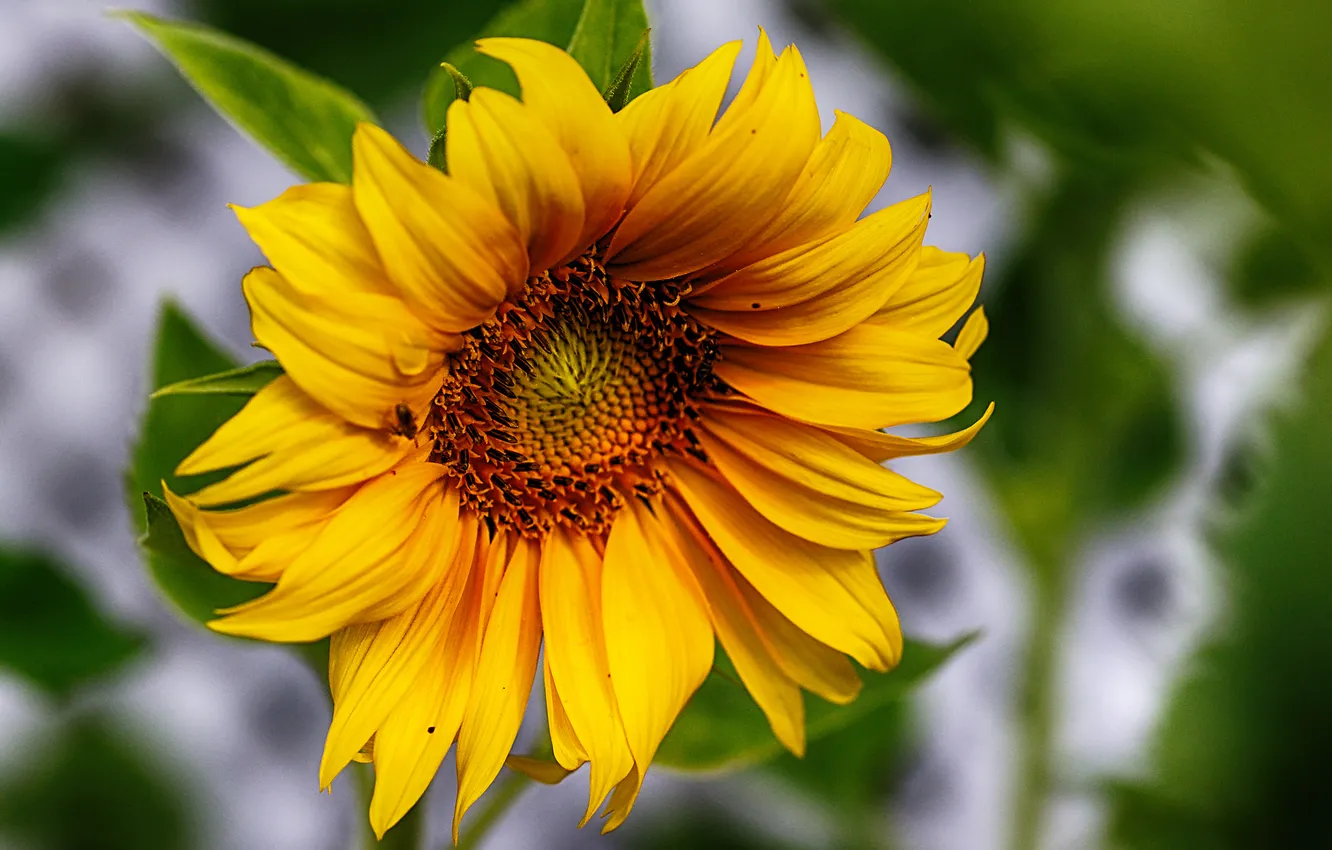 Photo wallpaper macro, sunflowers, petals