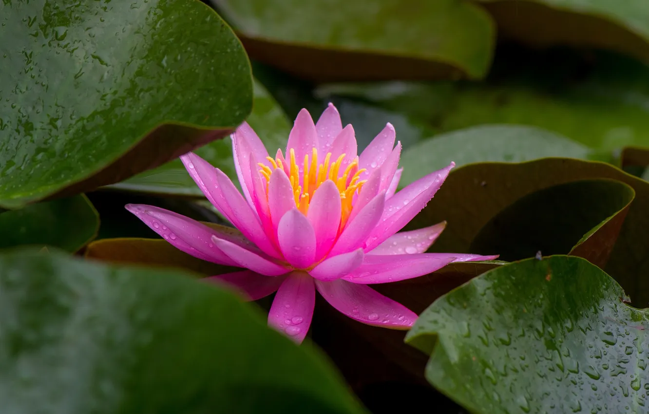 Photo wallpaper flower, leaves, nature, droplets, water Lily